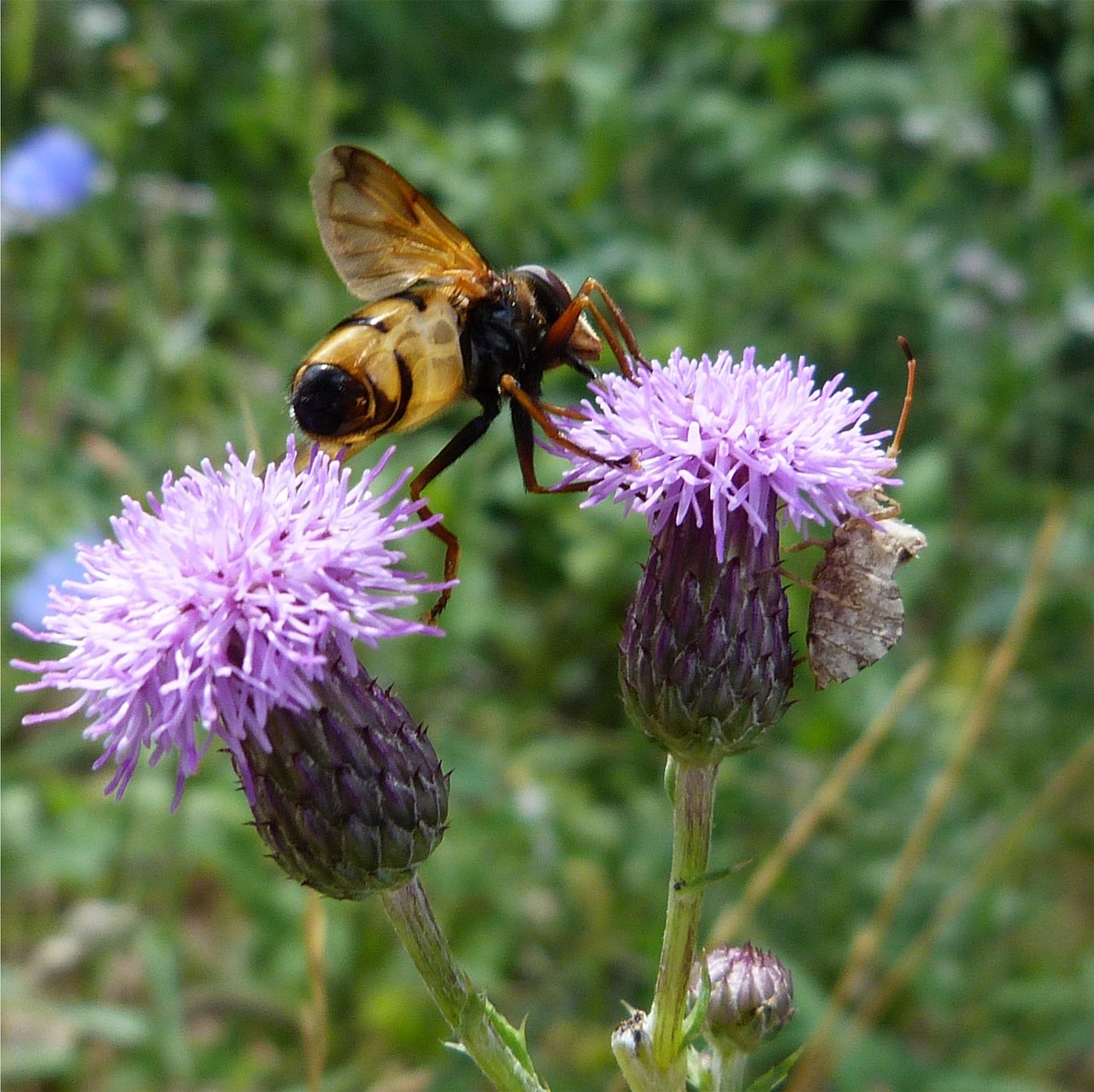 Cardo Insects Cardo Abelha Inseto - Foto gratuita no Pixabay