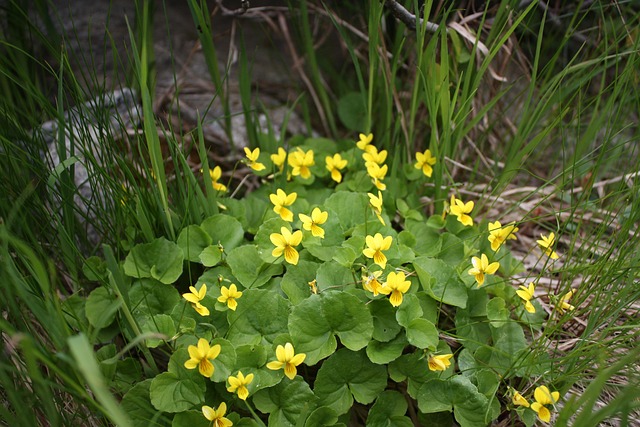 Free Flower Mountain photo and picture