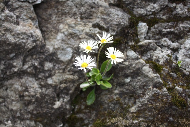Free Alpen Maßliebchen Alpine Flower photo and picture