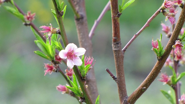 超过 5 张关于“桃枝”和“花草”的免费图片 - Pixabay