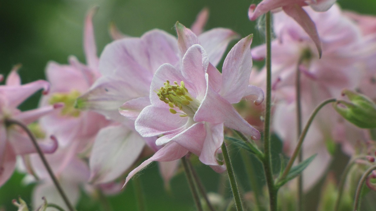 Primavera Color Rosa Primavera Flores Color De Rosa - Foto gratis en Pixabay - Pixabay