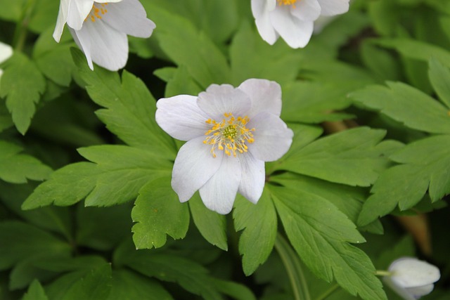 Anemone Nemorosa, Forår, Blomst, Grøn