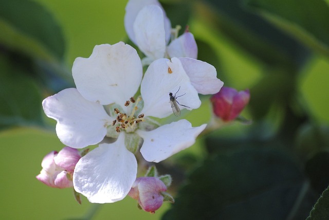 Free Apple Blossoms Insect photo and picture