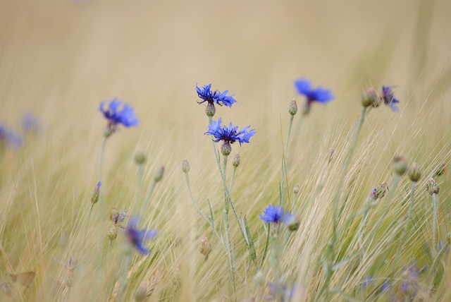Free Cornflower Go photo and picture