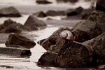 shell, snail, snail shell