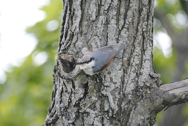 Free Tree Creeper Bird photo and picture