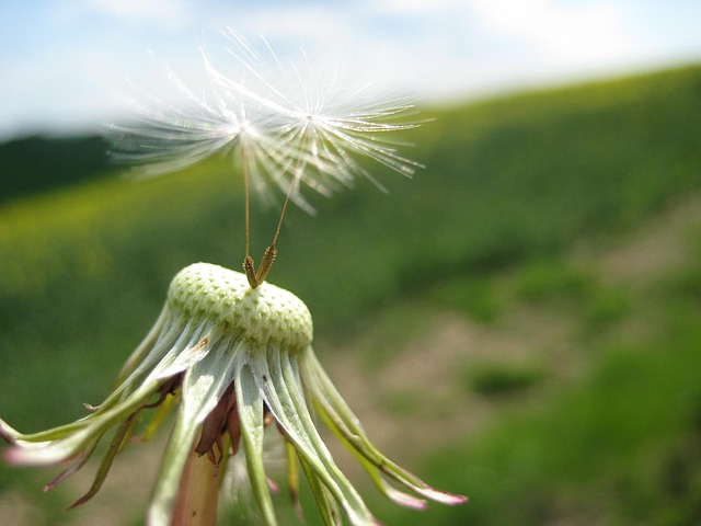 Free Dandelion Summer photo and picture