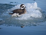 long tailed duck, bird, nature