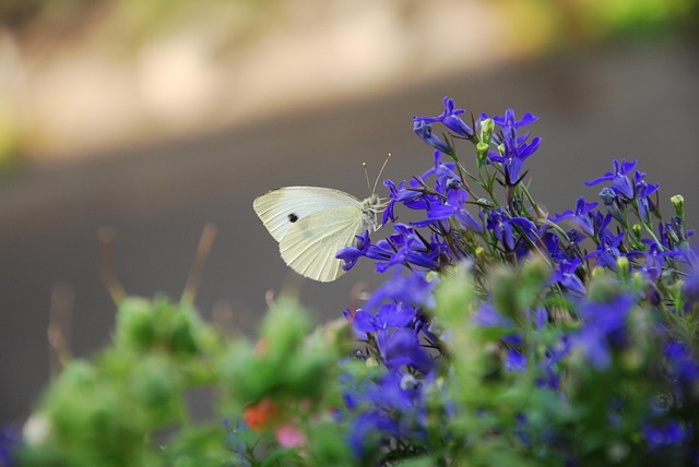 Free Butterfly Insect photo and picture