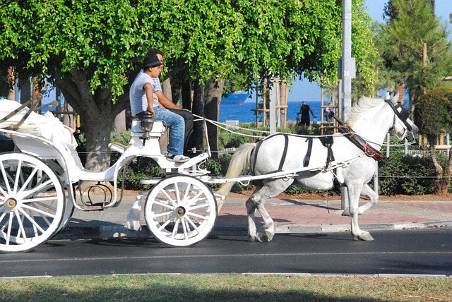 Free Coach Horse photo and picture