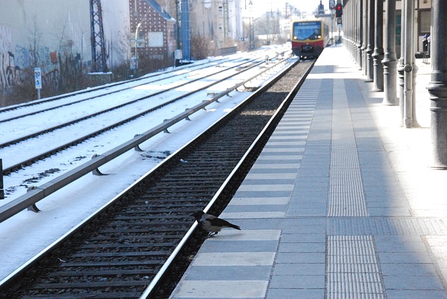 Free Train Bird photo and picture