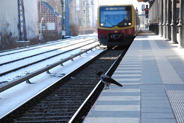 Free Train Bird photo and picture