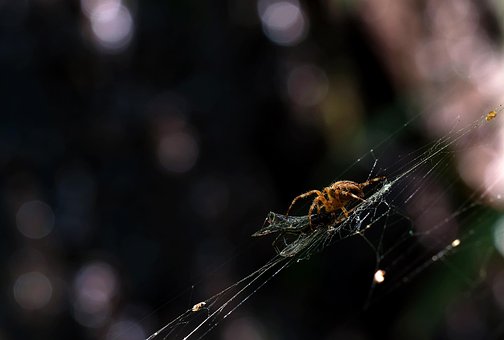 Gartenkreuzspinne, Araneus Diadematus