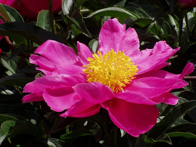 Free Pink Flower photo and picture