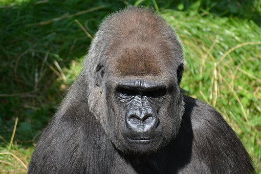 800以上の無料ゴリラ 動物画像