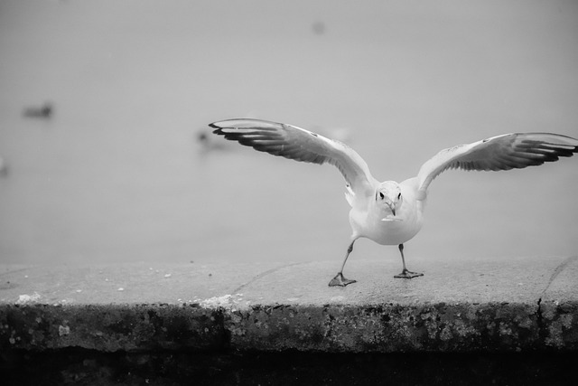 Free Seagull Flight photo and picture