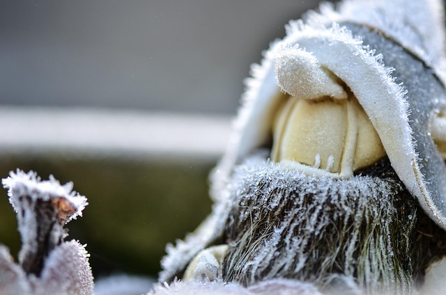 Free Dwarf Garden photo and picture