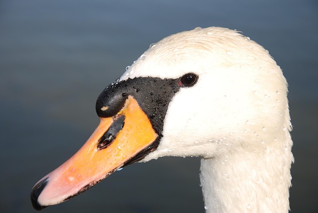 Free Swan Animal photo and picture