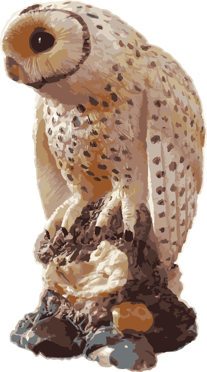 Free Owl Bird illustration and picture