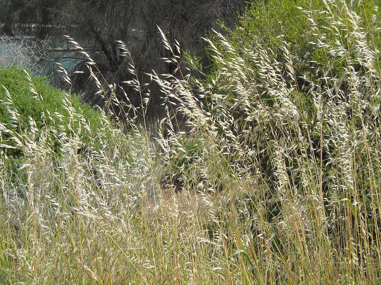 Gräser Gras Weizen · Kostenloses Foto auf Pixabay