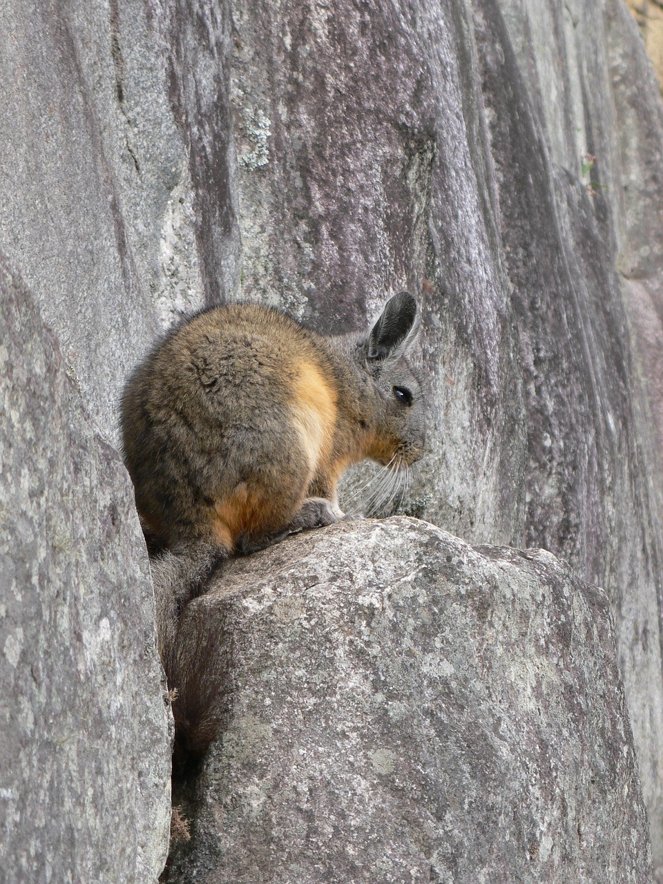 Rabbit Ukayari - Free photo on Pixabay