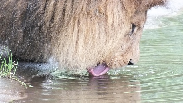 Free Lion Drink photo and picture
