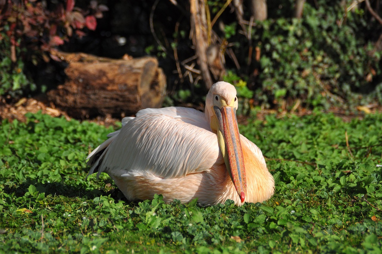 White Pelican Pelecanus - Free photo on Pixabay