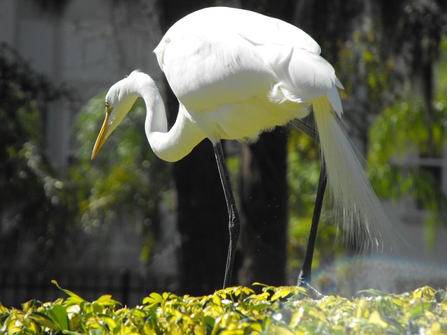 Free White Herons photo and picture