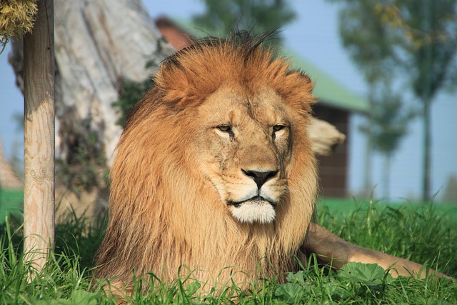 Lion Animal - Free photo on Pixabay - Pixabay