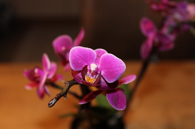 Free Purple Flower photo and picture