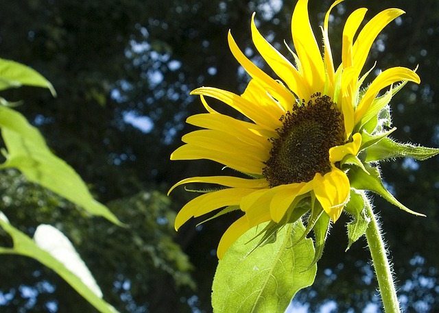 Free Sunflowers Yellow photo and picture