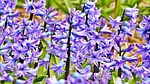hyacinth, jacinth, flowers