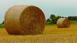 straw bales, straw, harvest