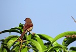 brown-shrike, bird, lanius-cristatus