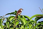 brown-shrike, bird, lanius-cristatus