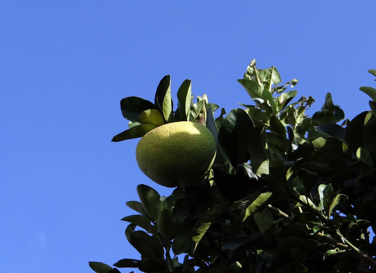 Grapefruit Citrus Fruit Vitamin C Free photo on Pixabay Pixabay