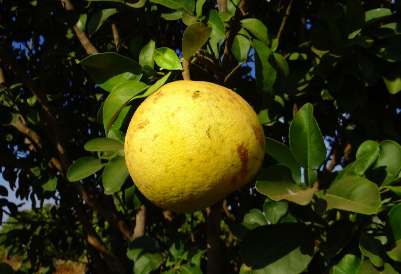 Free photo Grapefruit, Citrus Fruit, Vitamin C Free Image on Pixabay