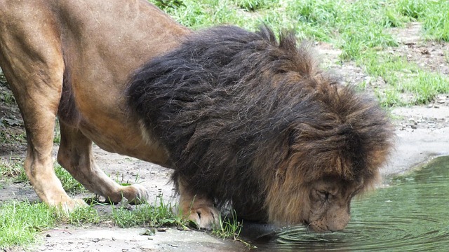 Free Lion Big Cat photo and picture