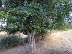 toothbrush tree, sandpaper tree, streblus asper