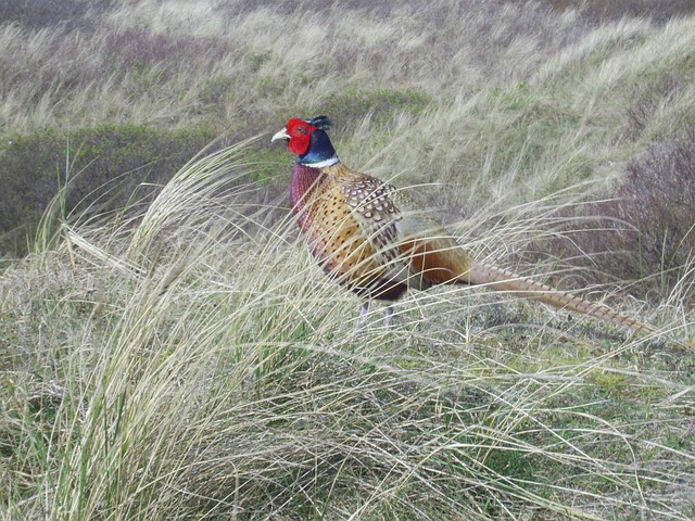 Free Pheasant Bird photo and picture