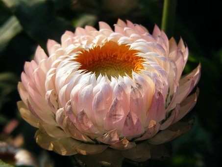 超过1000 张关于 菊科 和 花 的免费图片 Pixabay 超过1000 张关于 菊科 和 花 的免费图片 Pixabay
