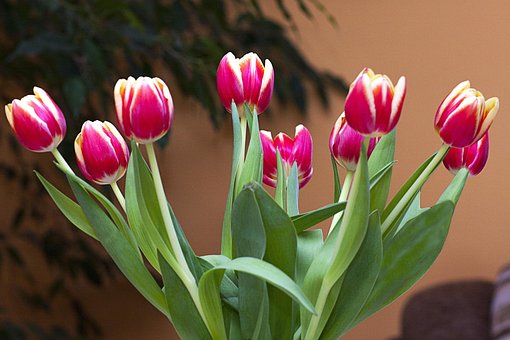 Free Tulips Flowers photo and picture
