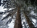 leaves, tree, season