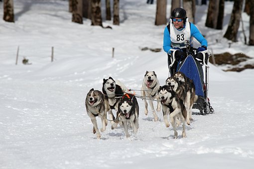 60+ Free Sled Dog Racing & Husky Images - Pixabay