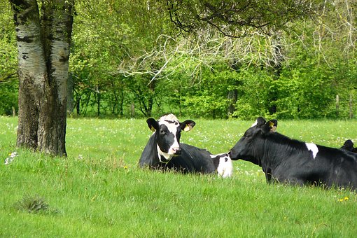 Vacas, Vaca, Animales, Ganado, Pastos