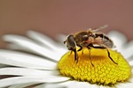 hoverfly, insect, nature
