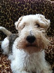 fox terrier, dog, canine