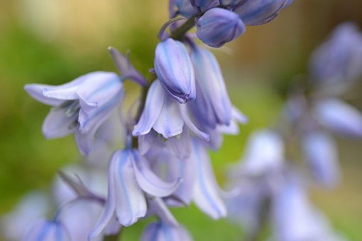 栽培ブルーベル ブルーベルに関する6以上の無料写真