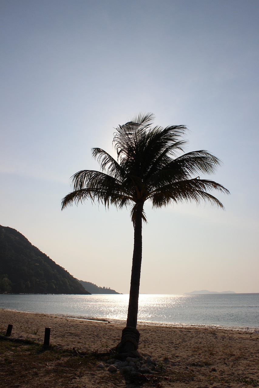 Palm Trees Beach Thailand Free photo on Pixabay Pixabay