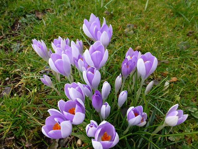 Free Crocuses Flower photo and picture